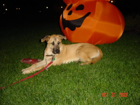 Image009