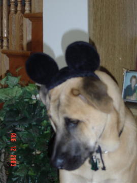 Image005