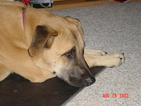 Image006
