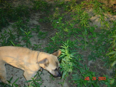 Image004