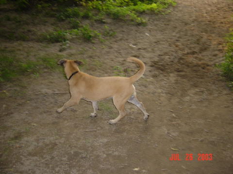Image006