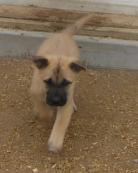 Roswell - 8 weeks old