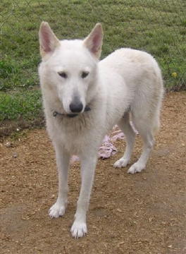 Cheyenne