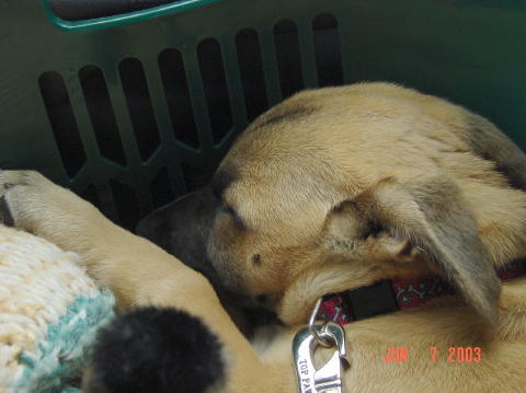 Roswell - Day One004