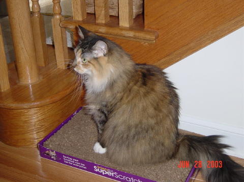 Image003