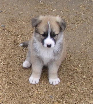 Cheyenne' Puppies  Maggie  Annie 014