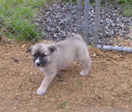 Cheyenne' Puppies  Maggie  Annie 015
