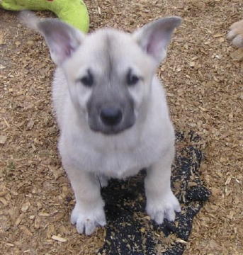 Cheyenne' Puppies  Maggie  Annie 011