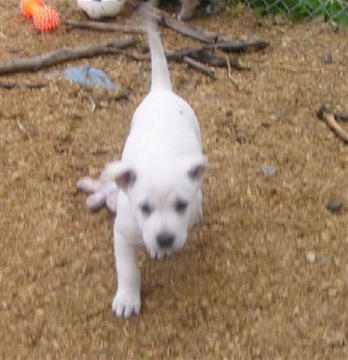 Cheyenne' Puppies  Maggie  Annie 012