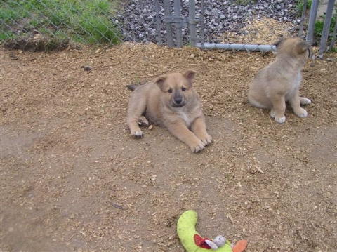 Cheyenne' Puppies  Maggie  Annie 017