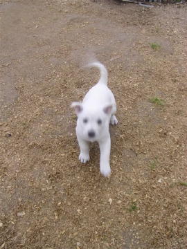 Cheyenne' Puppies  Maggie  Annie 019